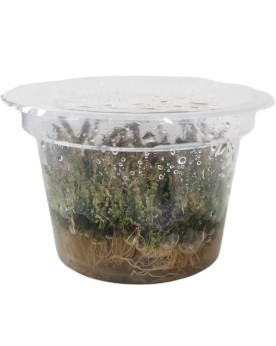 Rotala sp.  Pearl  - In Vitro