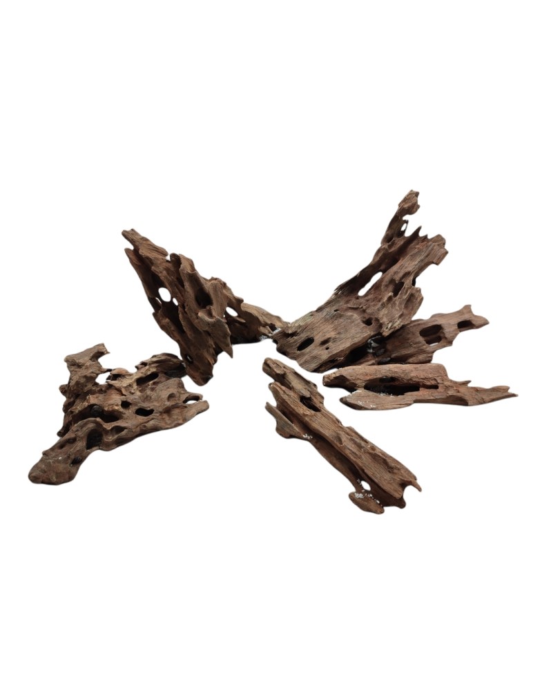 Racine Dragon Wood Taille S - 5-20cm