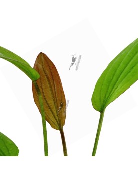 Echinodorus Rosé en Pot