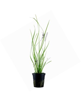 Cyperus helferi en Pot