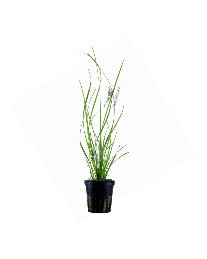 Cyperus helferi en Pot