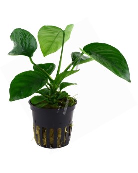 Anubias Caladifolia en Pot