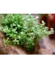 Hemianthus callitrichoides 'Cuba'