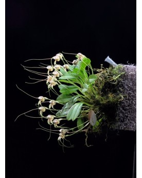 Epiweb Panel 50x50x2cm