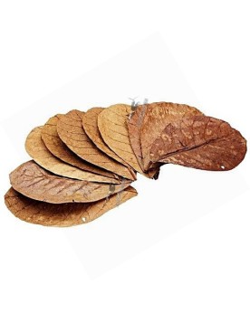 Feuilles de Catappa 12-15cm