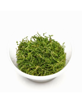 Rotala sp Pearl in Vitro - Pot XXL 8.5cm