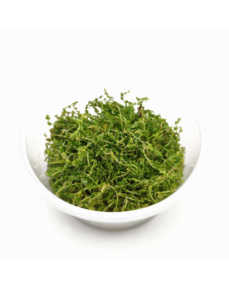 Rotala sp Pearl in Vitro - Pot XXL 8.5cm