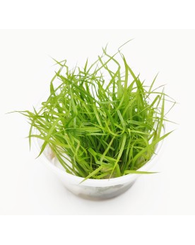 Cyperus Helferi in Vitro - Pot XXL 8.5cm