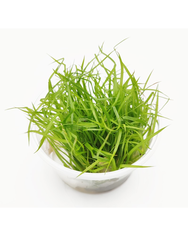 Cyperus Helferi in Vitro - Pot XXL 8.5cm