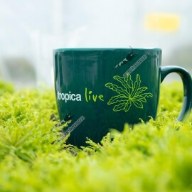 Tropica Live Mug Limnobium