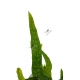 Microsorum pteropus Green Gnome