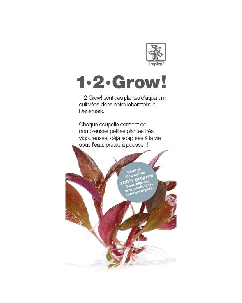 Tropica 1-2 Grow Info