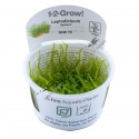 Leptodictyum riparium Stringy Moss - 1-2 Grow!