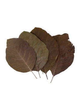 Feuilles de Teck entières - 10 pcs