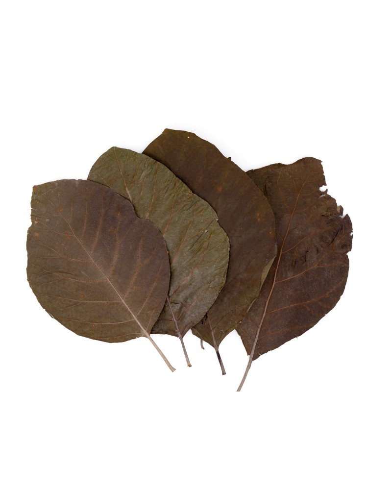 Feuilles de Teck entières - 10 pcs