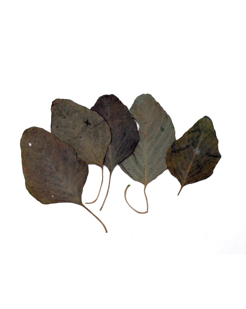 Feuilles d'Amaranthes - 10 pcs