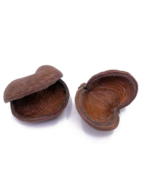 Badam 8-12cm