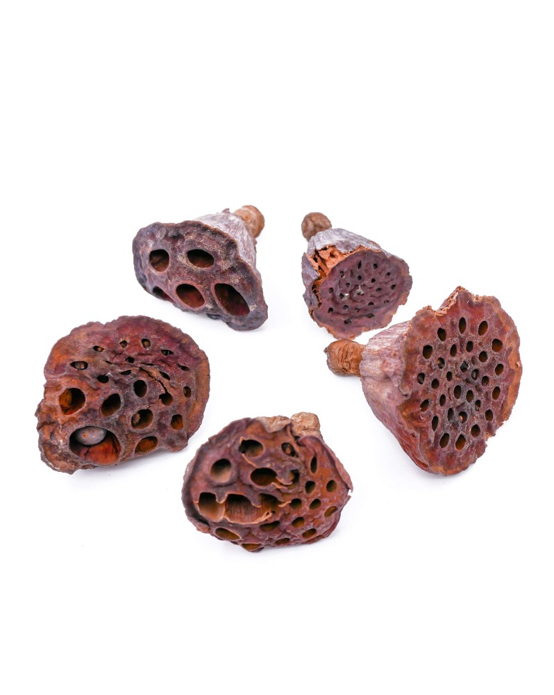 Cosse de Lotus 2-5cm - 5pcs