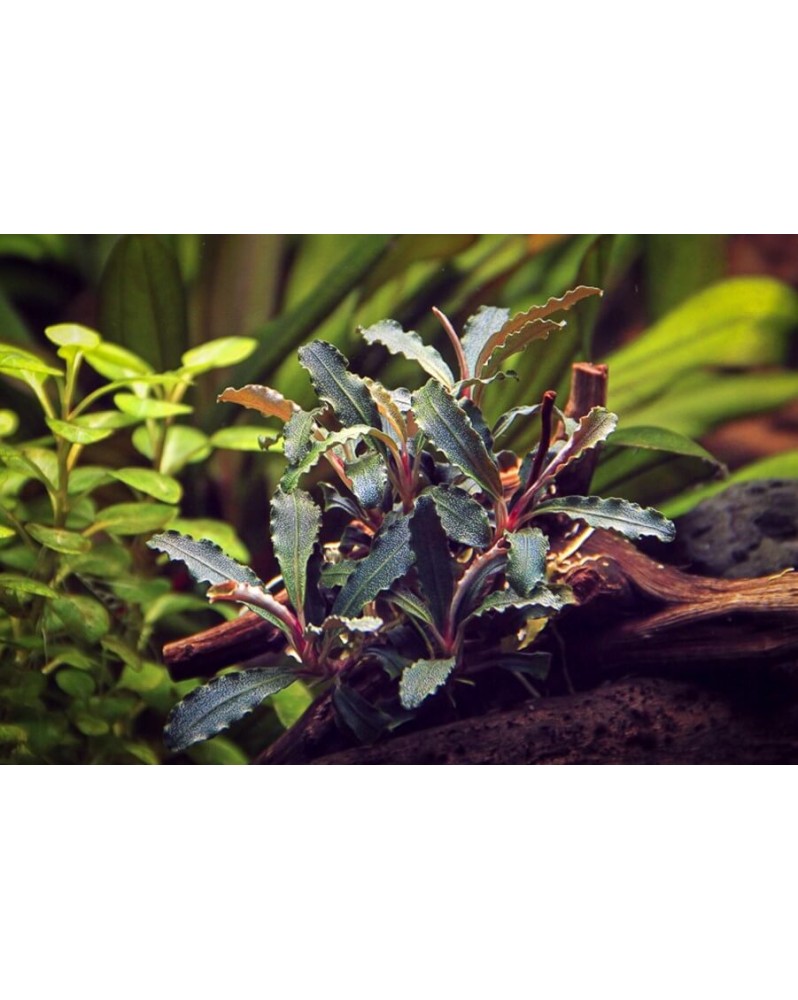 オ*ガ様 Bucephalandra sp Red walts Bucephalandra sp. 'Red' - Tropica Aquarium Plants