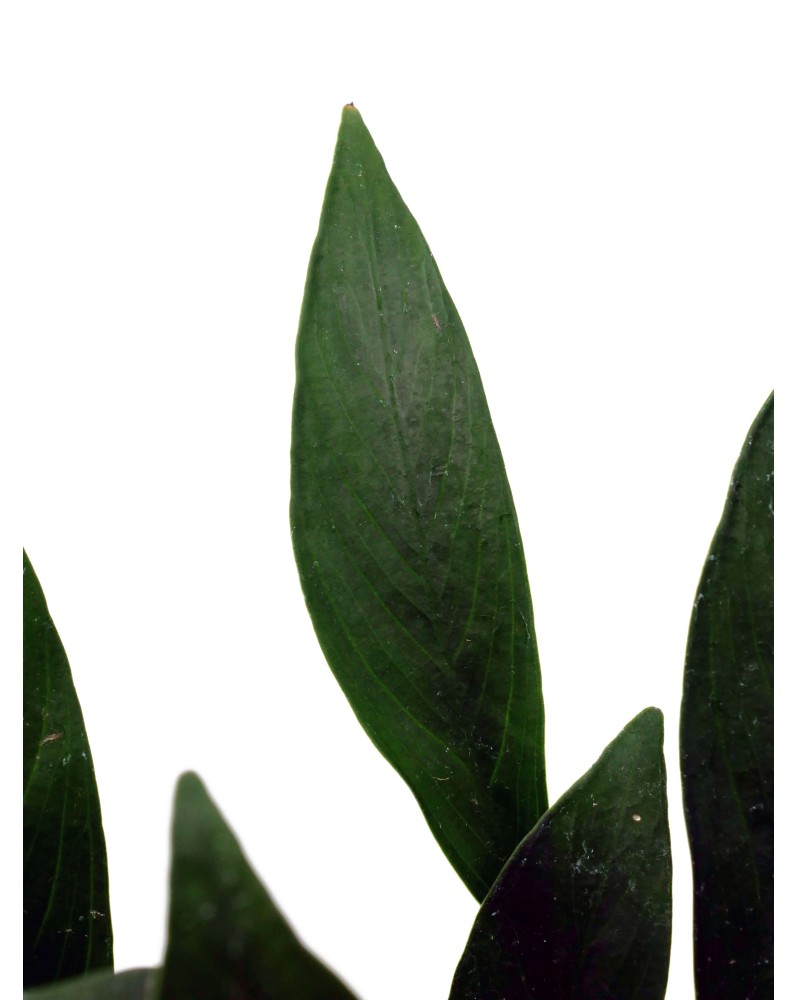 Anubias Glabra Anubias Glabra