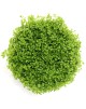 Hemianthus callitrichoides 'Cuba'