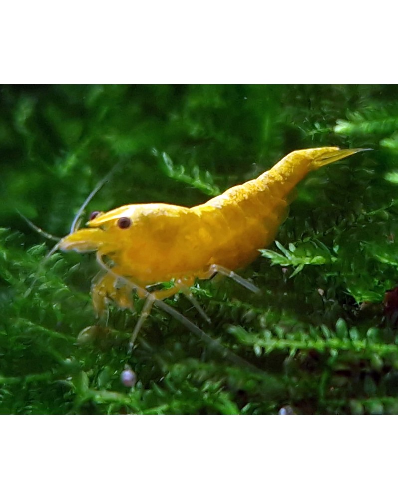 Yellow Fire Néon Mid (lot de 10)