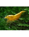 Neocaridina davidi - Yellow Fire Néon (Elev. France)