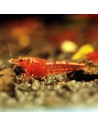 Neocaridina davidi - Red Cherry (Bien Rouge) (Elev. France)