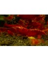Neocaridina davidi - Red Cherry (Bien Rouge) (Elev. France)