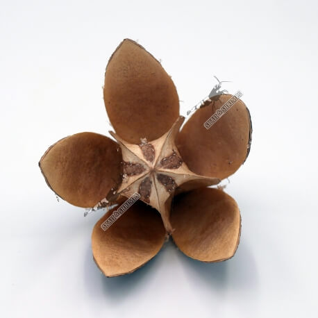 Wild Lily Flower - 6-8cm
