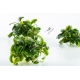 Bucephalandra Needle Leaf in vitro Limited Edition