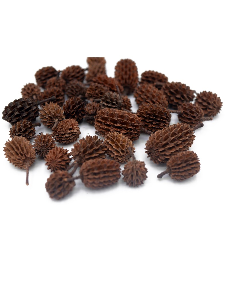 Casuarina Cones - 30g