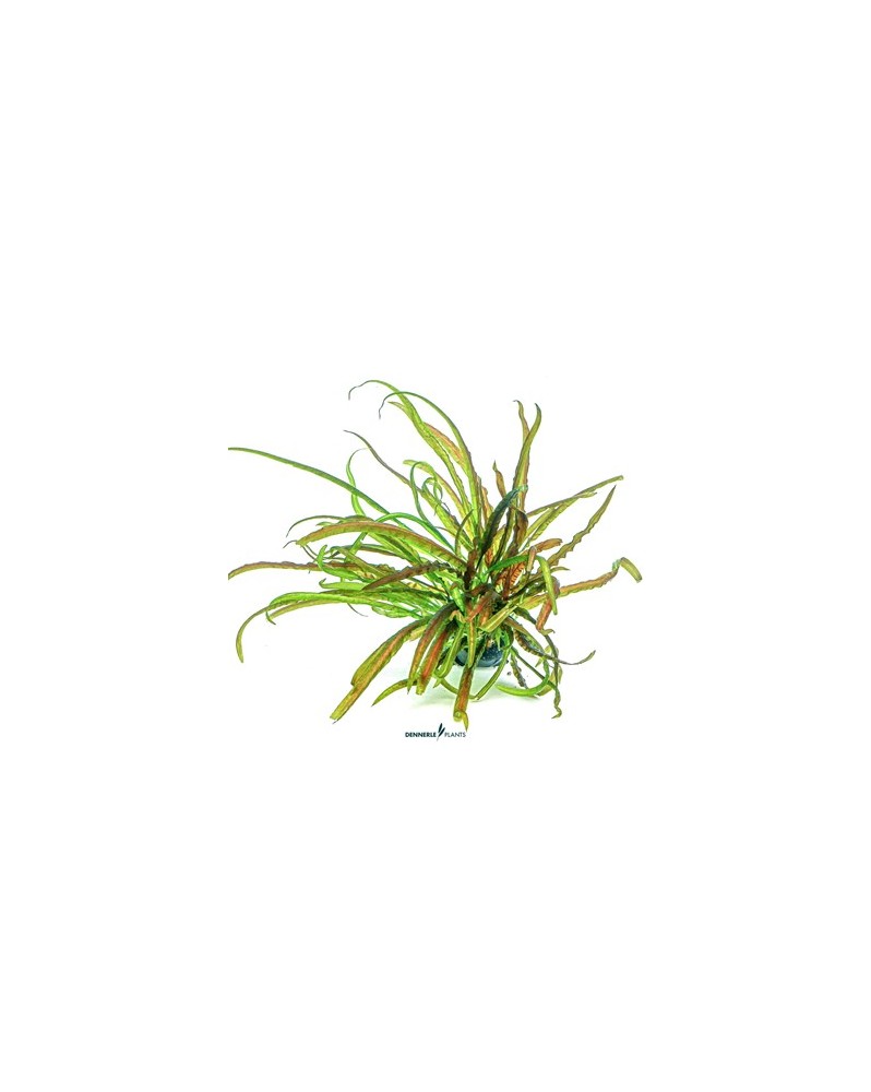 Cryptocoryne crispatula - Plant It! La cryptocoryne herbacée est un... Cryptocoryne crispatula - Plant It! La cryptocoryne herbacée est un...