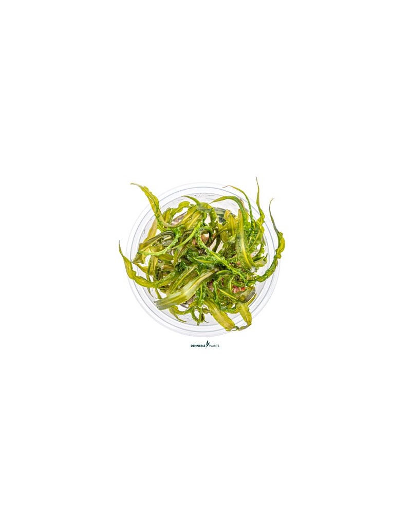 Cryptocoryne crispatula - Plant It! La cryptocoryne herbacée est un... Cryptocoryne crispatula - Plant It! La cryptocoryne herbacée est un...