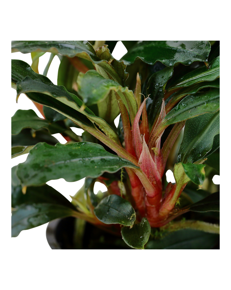 Bucephalandra sp. Red Bucephalandra sp. 'Red' se porte au mieux sou