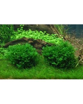 Monosolenium tenerum Plante d'aquarium de culture tissulaire en cou...