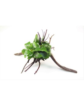 Spiderwood avec Anubias Anubia Nana sur racine "Spiderwood" Décor n...