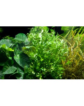 Hardscape Sur Photo - HS6