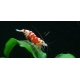 Fancy Tiger Red Shrimp (Belle Souche)
