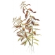 Proserpinaca palustris 'Cuba'
