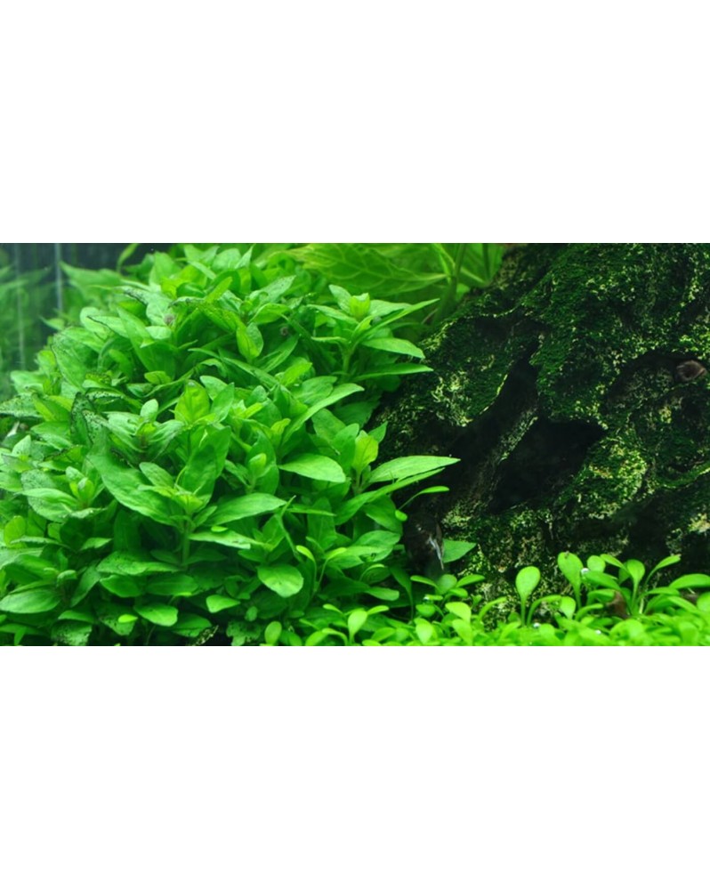 Staurogyne repens plante avant plan