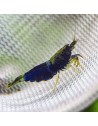 Caridina logemanni - Ocean Blue Shrimp
