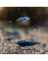 Neocaridina davidi - Blue Dream (Elev. France)