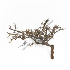 Dry Tree - Minibonsaï S - 8-15cm