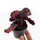 Begonia rex Red Kiss - Ø6cm - 10cm