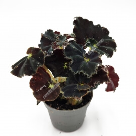 Begonia rex Midnight - Ø6cm - 10cm