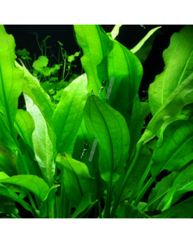 Echinodorus grisebachii Tropica In Vitro - Limited Edition  Echindo...