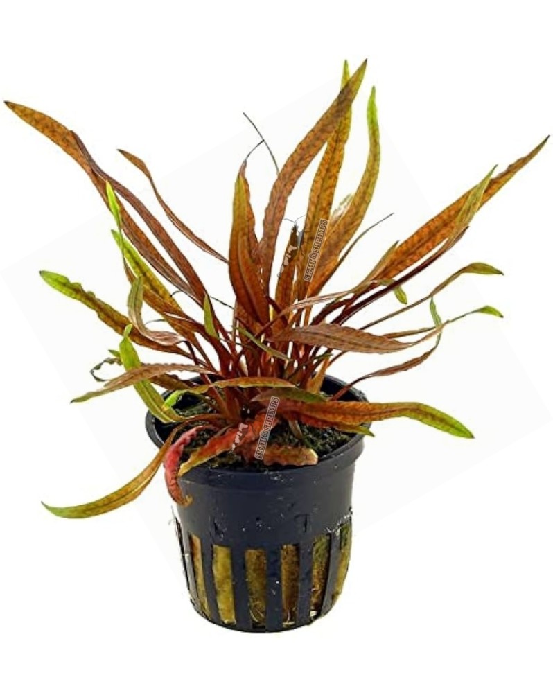 Cryptocoryne Spiralis Red plante aquarium