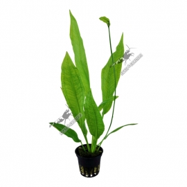 Echinodorus grisebachii Tropica In Vitro - Limited Edition