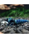 Caridina logemanni - Blue Bolt Deep - Top (Elev. France)